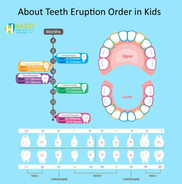 Learn About Kids Teeth Eruption Sequence Hardy Pediatric Dentistry