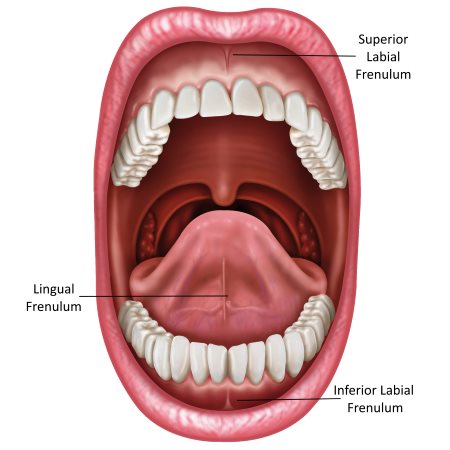 Mouth structure showing Tongue, Lips and Teeth
