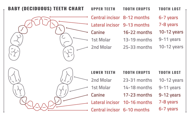 Baby Teeth and Permanent Teeth Eruption Chart